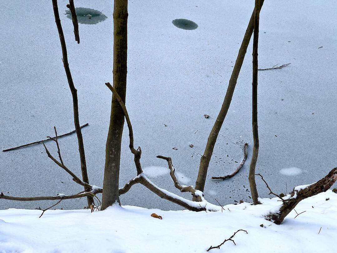 Peter Schlör - Waldpark I